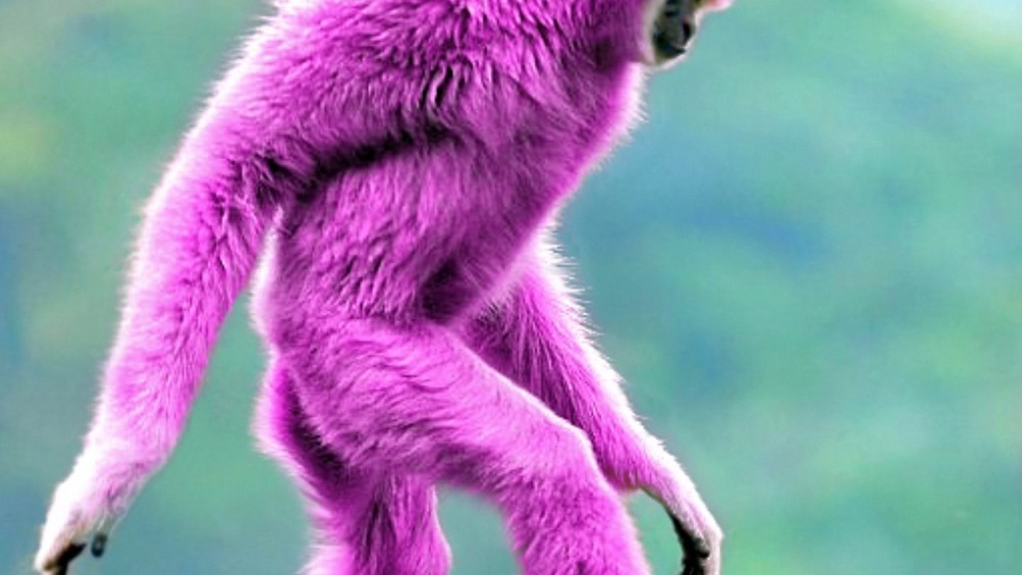 Don’t think of a pink monkey. Don’t think of a pink monkey. Don’t think of a pink monkey.