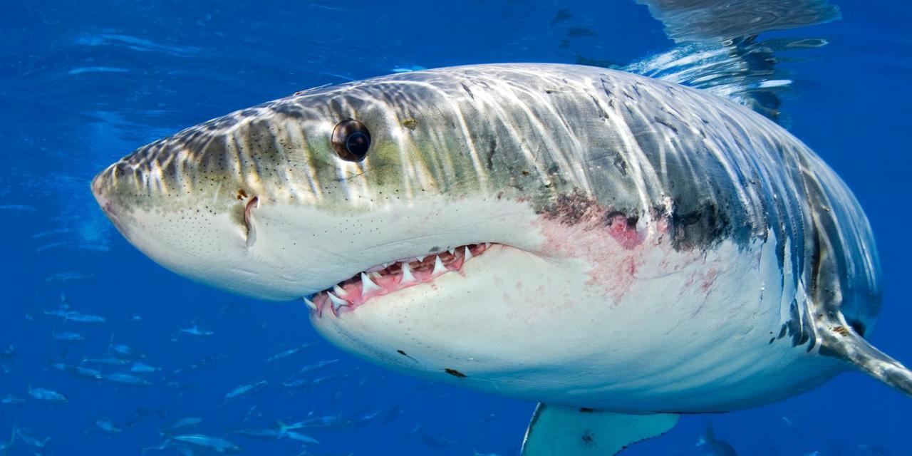 Great White Shark That Murdered Man In Australia’s Whitsundays On Monday Hoping To Have Charge Reduced To Manslaughter In Queensland’s Supreme Court.
