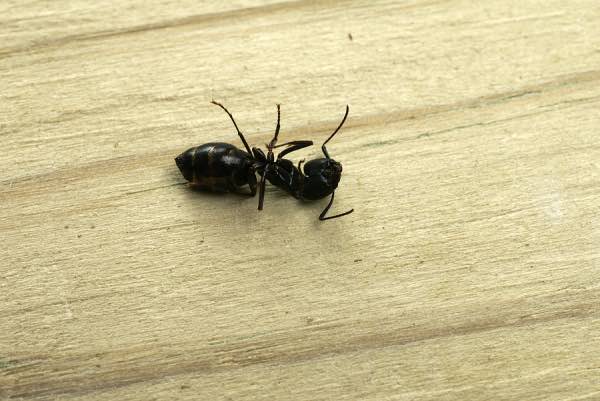 Recently Deceased Hardworking And Altruistic Black Garden Ant Almost Immediately Forgotten By Members Of Colony