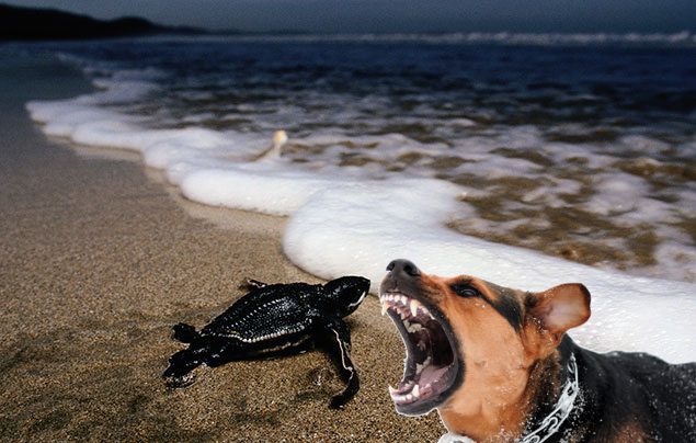 Biologists Confirm Prior To Evolution Of First Domestic Cat, Dog’s Arch Nemesis Was Baby Leatherback Sea Turtle