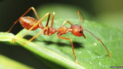 This Ant Was Twice Ant Of The Year, But Does This Ant Deserve A Place In The Ant Hall Of Fame?
