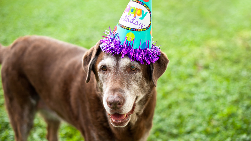 Quiz: It’s Your Dog’s Birthday! Can You Get Him A Present That Won’t Disappoint?